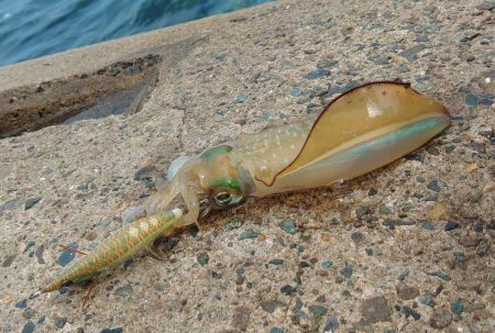 エギング秋シーズン開幕！ ～越前海岸～